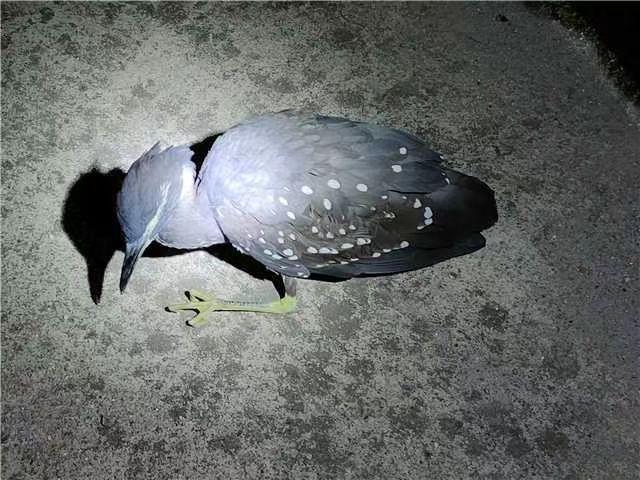 海南,绿色天堂与蓝色梦想的融合之地